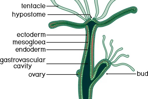 Kraken ссылка зеркало рабочее